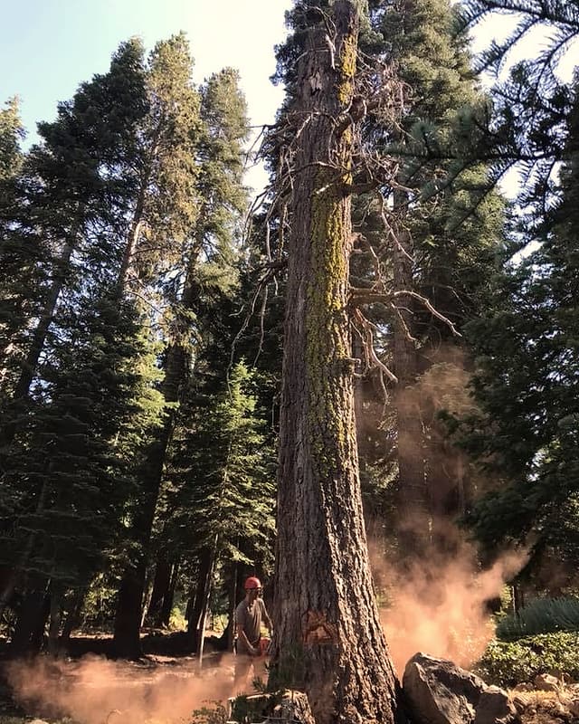 A Kosich faller in a red helmet cutting at the base of a tall pine, sawdust in the air