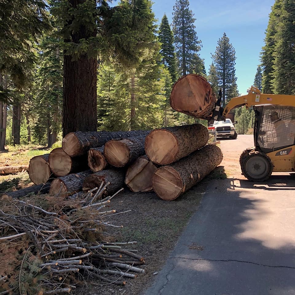A loader lifting a cut pine log onto a stack beside a forest road